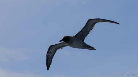 OTL27-23, Day 3, Light-mantled Albatross 4 © Sara Jenner - Oceanwide Expeditions.jpg