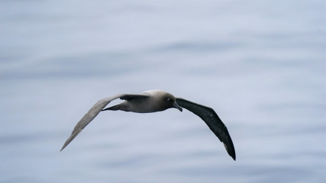 OTL27-23, Day 7, DSC03012 © Unknown photographer - Oceanwide Expeditions.JPG