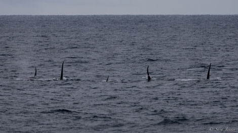 OTL27-23, Day 8, 5 orca fins © Sara Jenner - Oceanwide Expeditions.jpg