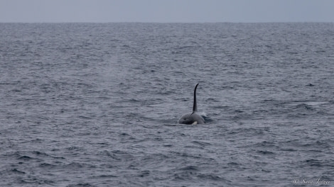 OTL27-23, Day 8, Orca 1 © Sara Jenner - Oceanwide Expeditions.jpg