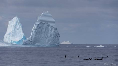 OTL27-23, Day 10, Orcas 9 © Sara Jenner - Oceanwide Expeditions.jpg