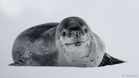 OTL27-23, Day 10, Leopard Seal 1 © Sara Jenner - Oceanwide Expeditions.jpg