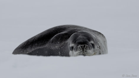 OTL27-23, Day 10, Leopard Seal 2 © Sara Jenner - Oceanwide Expeditions.jpg