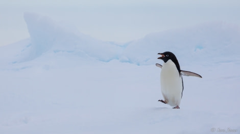 OTL27-23, Day 10, Adelie Penguin 1 © Sara Jenner - Oceanwide Expeditions.jpg