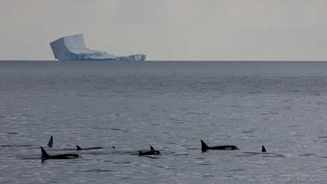 OTL27-23, Day 10, Orcas 1 © Sara Jenner - Oceanwide Expeditions.jpg