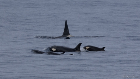 OTL27-23, Day 10, Orcas 3 © Sara Jenner - Oceanwide Expeditions.jpg