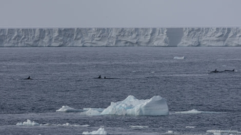 OTL27-23, Day 17, Orcas 1 © Sara Jenner - Oceanwide Expeditions.jpg