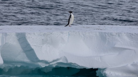 OTL27-23, Day 17, Penguins 2 slideshow © Sara Jenner - Oceanwide Expeditions.jpg