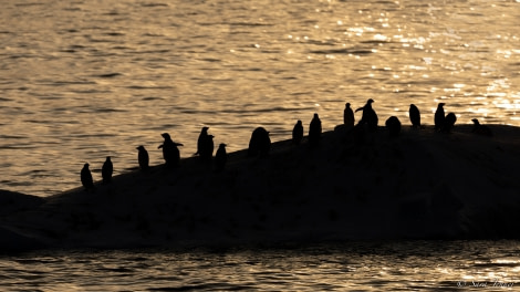 OTL27-23, Day 17, Penguins at sunrise © Sara Jenner - Oceanwide Expeditions.jpg