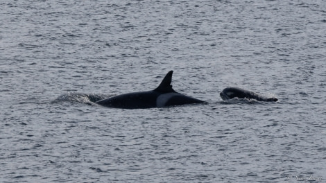 OTL27-23, Day 19, Happy Whale- Cape Royds © Sara Jenner - Oceanwide Expeditions.jpg