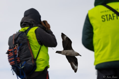 OTL27-23, Day 19, Skua 1 © Sara Jenner - Oceanwide Expeditions.jpg