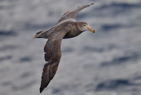 HDS30-23, Day 3, Northern Giant Petrel - Andrew Crowder © Andrew Crowder - Oceanwide Expeditions.jpeg