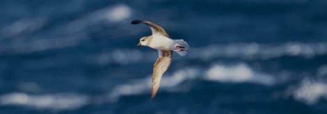 HDS30-23, Day 3, Soft-plumaged Petrel - Andrew Crowder © Andrew Crowder - Oceanwide Expeditions.jpeg