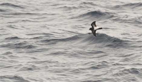 HDS30-23, Day 10, Black-bellied storm petrel, Drake Passage © Unknown photographer - Oceanwide Expeditions.jpg