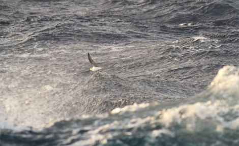 HDS30-23, Day 10, Soft-plumaged petrel, Drake Passage © Unknown photographer - Oceanwide Expeditions.jpg