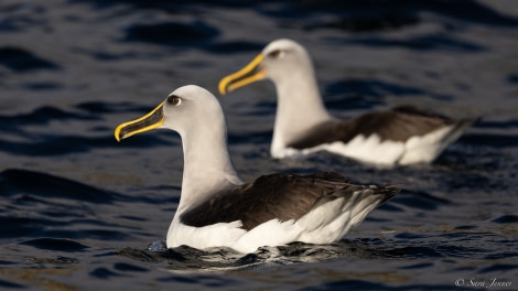 OTL28-23, Day 2, Bullers Albatross 2 © Sara Jenner - Oceanwide Expeditions.jpg