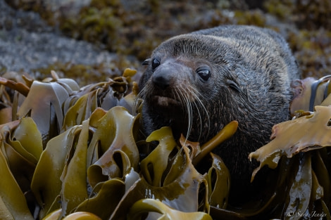 OTL28-23, Day 2, Fur Seal 1 © Sara Jenner - Oceanwide Expeditions.jpg