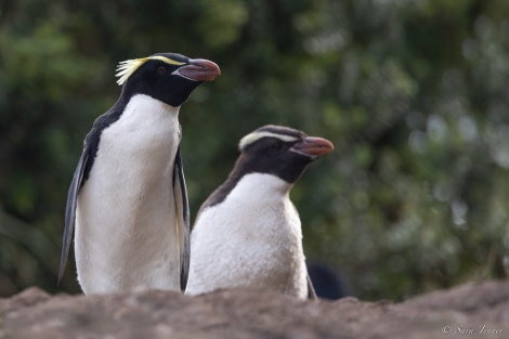 OTL28-23, Day 2, Snares Crested Penguin 2 © Sara Jenner - Oceanwide Expeditions.jpg