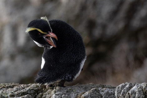 OTL28-23, Day 2, Snares Crested Penguiun 3 © Sara Jenner - Oceanwide Expeditions.jpg