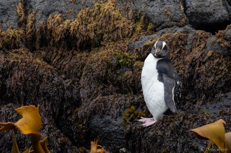OTL28-23, Day 3, Erect crested penguin 7 © Sara Jenner - Oceanwide Expeditions.jpg