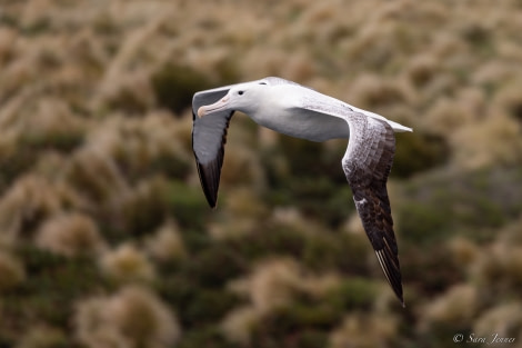 OTL28-23, Day 3, Southern Royal Albatross © Sara Jenner - Oceanwide Expeditions.jpg