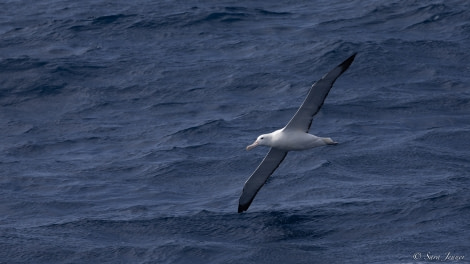 OTL28-23, Day 5, Albatross © Sara Jenner - Oceanwide Expeditions.jpg