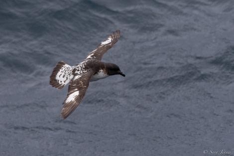 OTL28-23, Day 6, Cape Petrel 2 © Sara Jenner - Oceanwide Expeditions.jpg