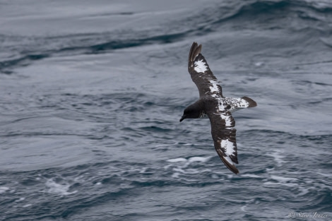 OTL28-23, Day 6, Cape Petrel 3 © Sara Jenner - Oceanwide Expeditions.jpg