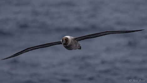 OTL28-23, Day 8, Light mantled albatross 1 © Sara Jenner - Oceanwide Expeditions.jpg