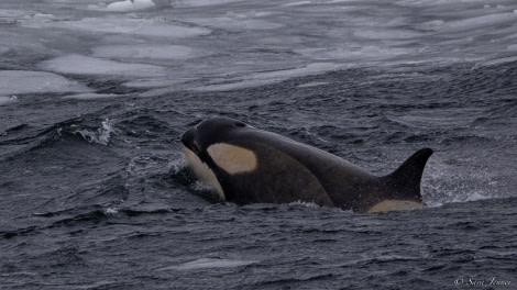 OTL28-23, Day 12, Orca 1 © Sara Jenner - Oceanwide Expeditions.jpg