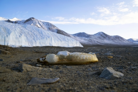 OTL28-23, Day 13, LD_08166_PSPS_WM © Laurence Dyke - Oceanwide Expeditions.jpg