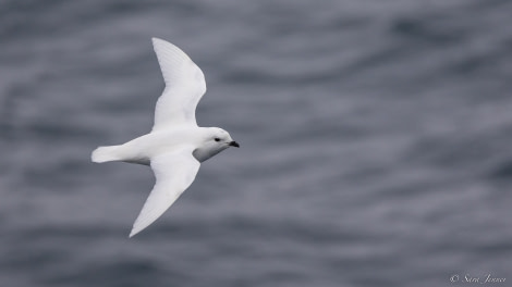 OTL28-23, Day 16, Snow Petrel © Sara Jenner - Oceanwide Expeditions.jpg