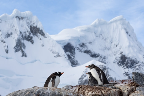 OTL28-23, Day 28, Gentoo and chick 2 © Sara Jenner - Oceanwide Expeditions.jpg