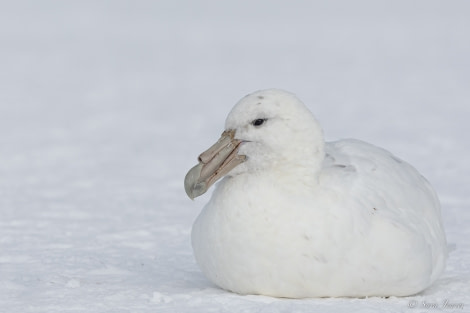 OTL28-23, Day 28, Giant petrel 2 © Sara Jenner - Oceanwide Expeditions.jpg