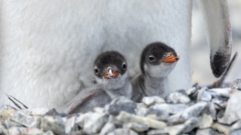 OTL28-23, Day 28, Gentoo and chicks © Sara Jenner - Oceanwide Expeditions.jpg