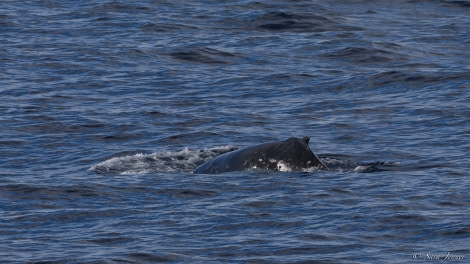 OTL28-23, Day 21, Humpback © Sara Jenner - Oceanwide Expeditions.jpg