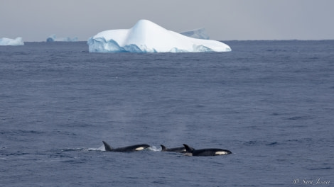 OTL28-23, Day 21, Orcas 1 © Sara Jenner - Oceanwide Expeditions.jpg