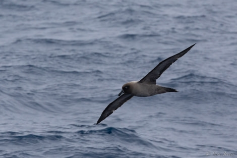 OTL28-23, Day 24, Light mantled albatros 1 © Sara Jenner - Oceanwide Expeditions.jpg