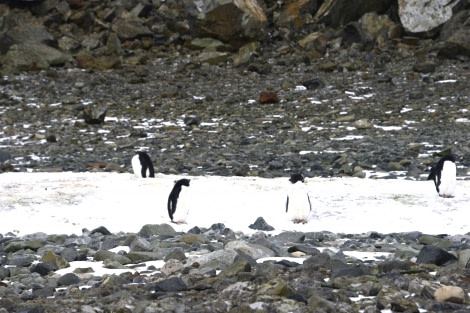 OTL28-23, Day 26, 6-Gary-PourqoiPas-Adelies © Gary Miller - Oceanwide Expeditions.JPG