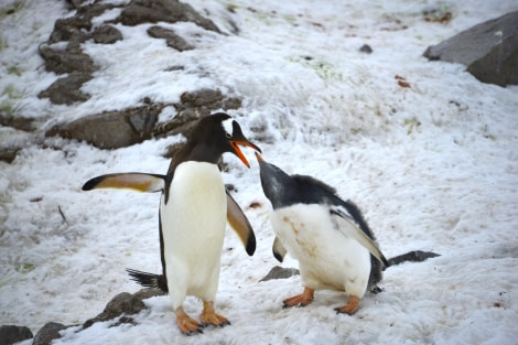 OTL29-23, Day 5, Gary trip log day5-Neko-Gentoo feeding chick © Gary Miller - Oceanwide Expeditions.JPG