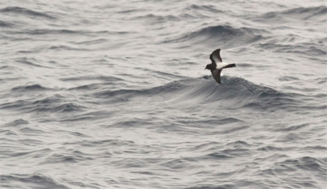 HDS31-23, Day 3, Black-bellied storm petrel © Unknown photographer - Oceanwide Expeditions.jpg