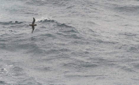 HDS31-23, Day 3, Kerguelen petrel © Unknown photographer - Oceanwide Expeditions.jpg