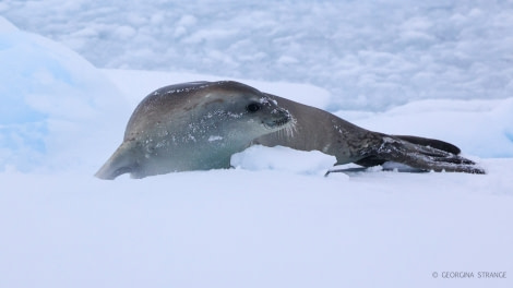 HDS31-23, Crabeater Seal Detaille Is 5A8A3068 © Georgina Strange - Oceanwide Expeditions.jpg