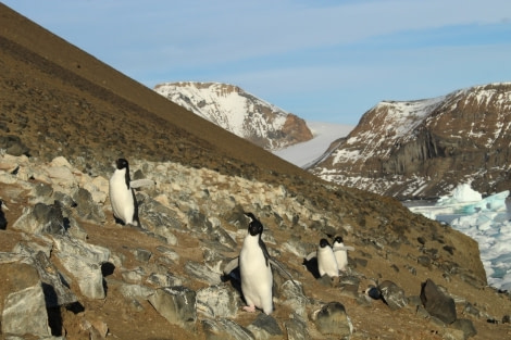 HDS31-23, Day 5, Adelie penguins © Unknown photographer - Oceanwide Expeditions.jpg