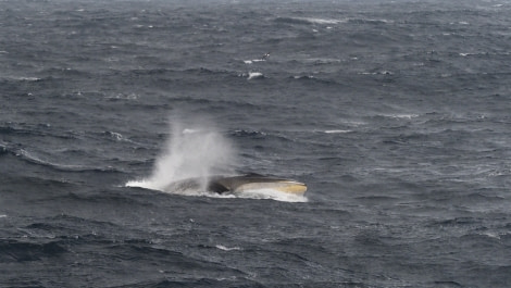 HDS31-23, Fin whale_f0365_Ursula Tscherter © Ursula Tscherter - Oceanwide Expeditions.JPG