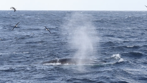 HDS31-23, Fin whale_f0864_Ursula Tscherter © Ursula Tscherter - Oceanwide Expeditions.JPG