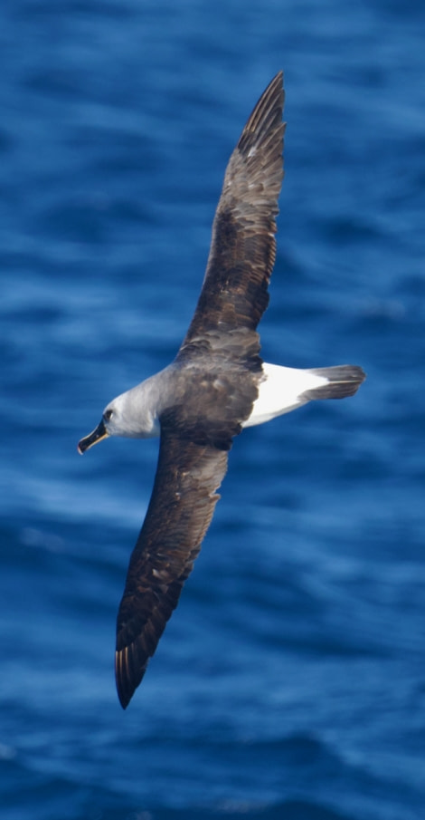 HDS31-23, Grey-Headed Albatross - Andrew Crowder © Andrew Crowder - Oceanwide Expeditions.jpeg