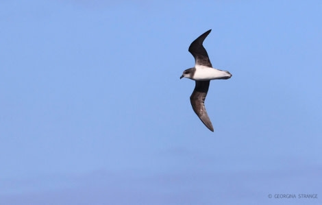 HDS31-23, Soft_PLumaged Petrel_5A8A1357 © Georgina Strange - Oceanwide Expeditions.jpg