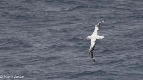 PLA32A23, Day 2, 095A6843 © Martin Anstee - Oceanwide Expeditions.jpg