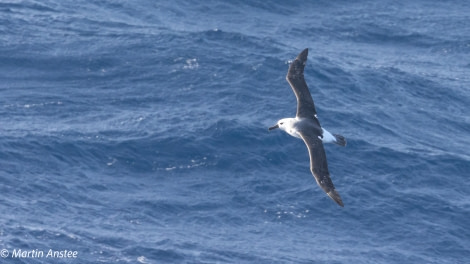 PLA32A23, Day 3, 095A6918 © Martin Anstee - Oceanwide Expeditions.jpg